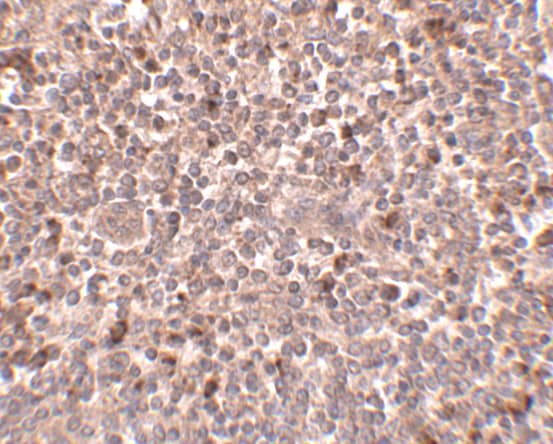 Immunohistochemistry PIGY Antibody - BSA Free