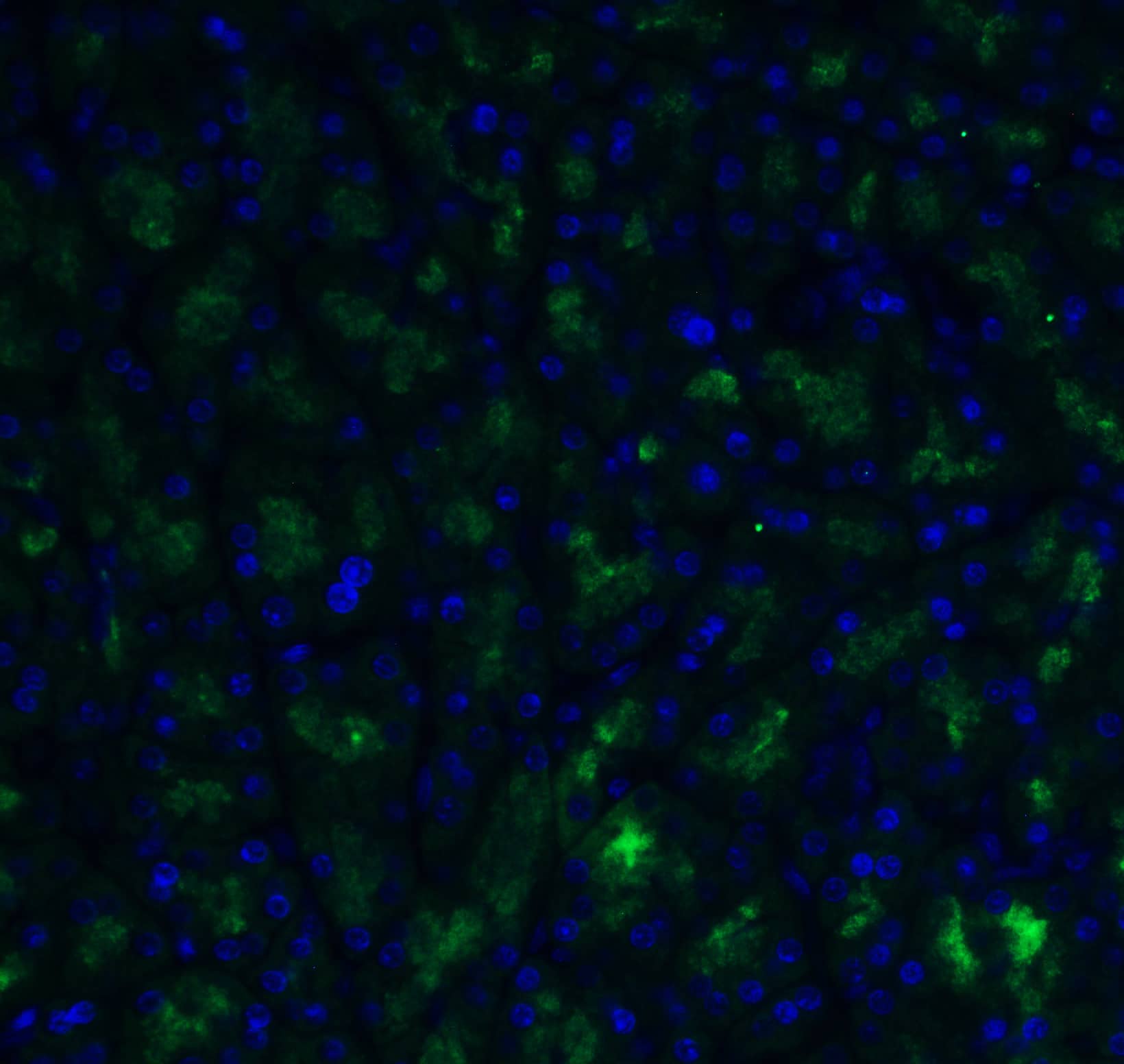 Immunocytochemistry/ Immunofluorescence: ADAM10 Antibody - BSA Free [NBP1-76973] - Figure  10 Immunofluorescence Validation of ADAM10 in Rat Testis Immunofluorescent analysis of 4% paraformaldehyde-fixed rat testis labeling ADAM10 with  at 20 u/mL, followed by goat anti-rabbit IgG secondary antibody at 1/500 dilution (green) and DAPI staining (blue).