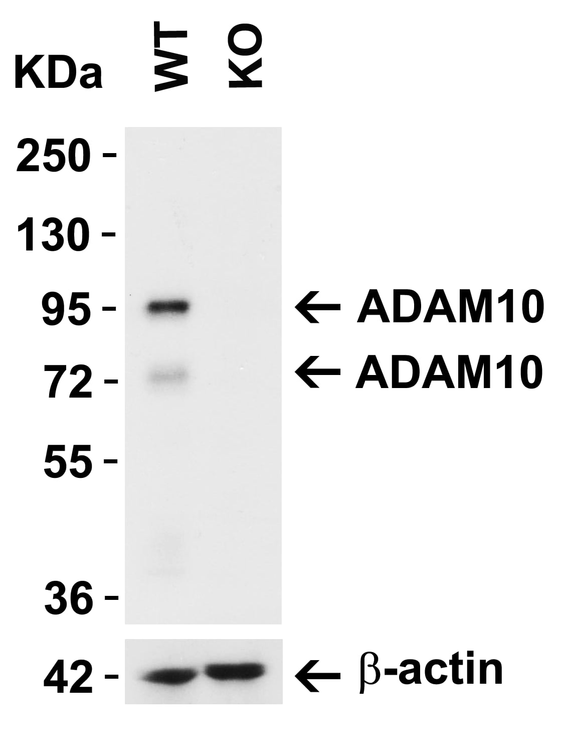 <b>Genetic Strategies Validation. </b>Western Blot: ADAM10 Antibody - BSA Free [NBP1-76973] - KO Validation in 293 Cells.Loading: 15 u of lysate Antibodies:  ADAM10, 2 u/mL and beta-actin, 1u/mL, 1h incubation at RT in 5% NFDM/TBST. Secondary: Goat Anti-Rabbit IgG HRP conjugate at 1:10000 dilution. Detected both precursor ADAM10 (94KD) and mature ADAM10 (68kD). 