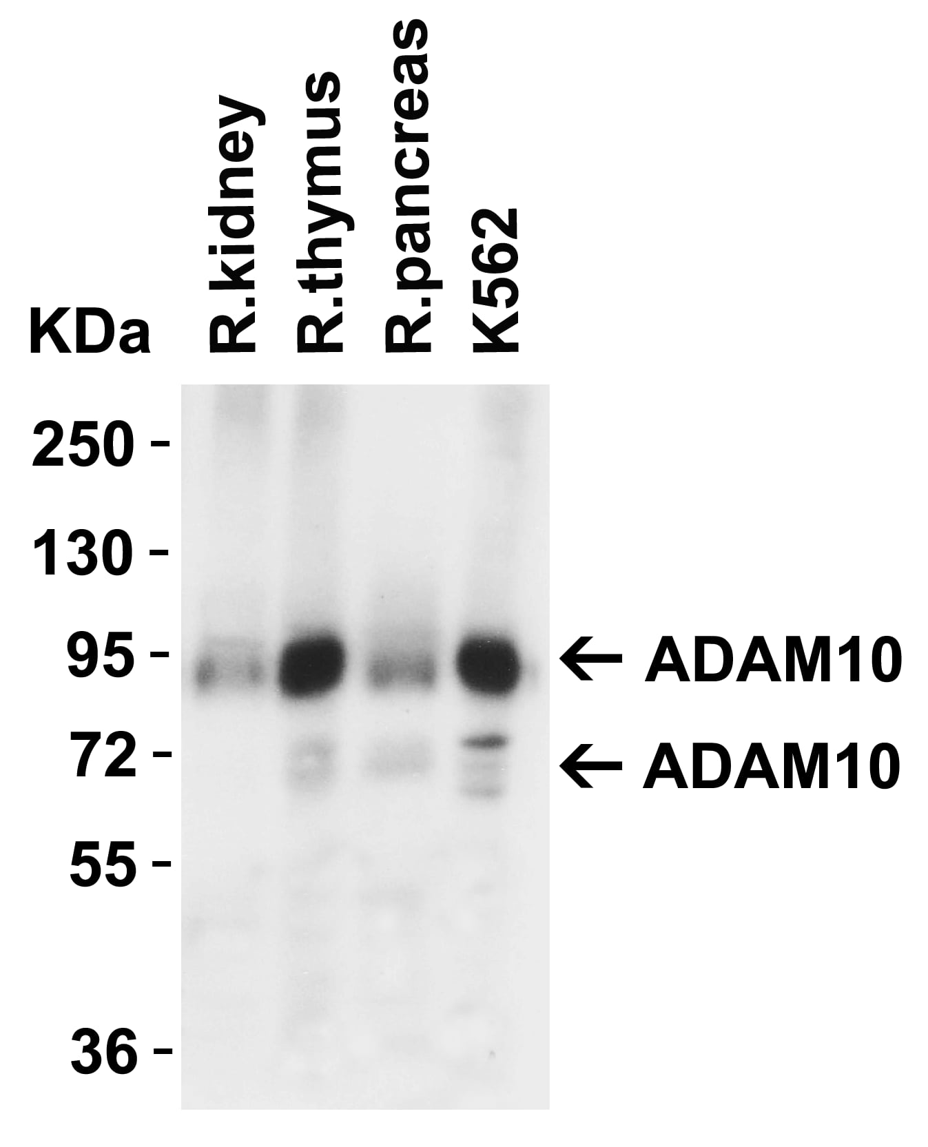 Western Blot: ADAM10 Antibody - BSA Free [NBP1-76973] - Validation in Rat Tissues.Loading: 15 u of lysates per lane.Antibodies: ADAM10,  1 u/mL, 1h incubation at RT in 5% NFDM/TBST.Secondary: Goat anti-rabbit IgG HRP conjugate at 1:10000 dilution.Detected both precursor ADAM10 (94KD) and mature ADAM10 (68kD). 