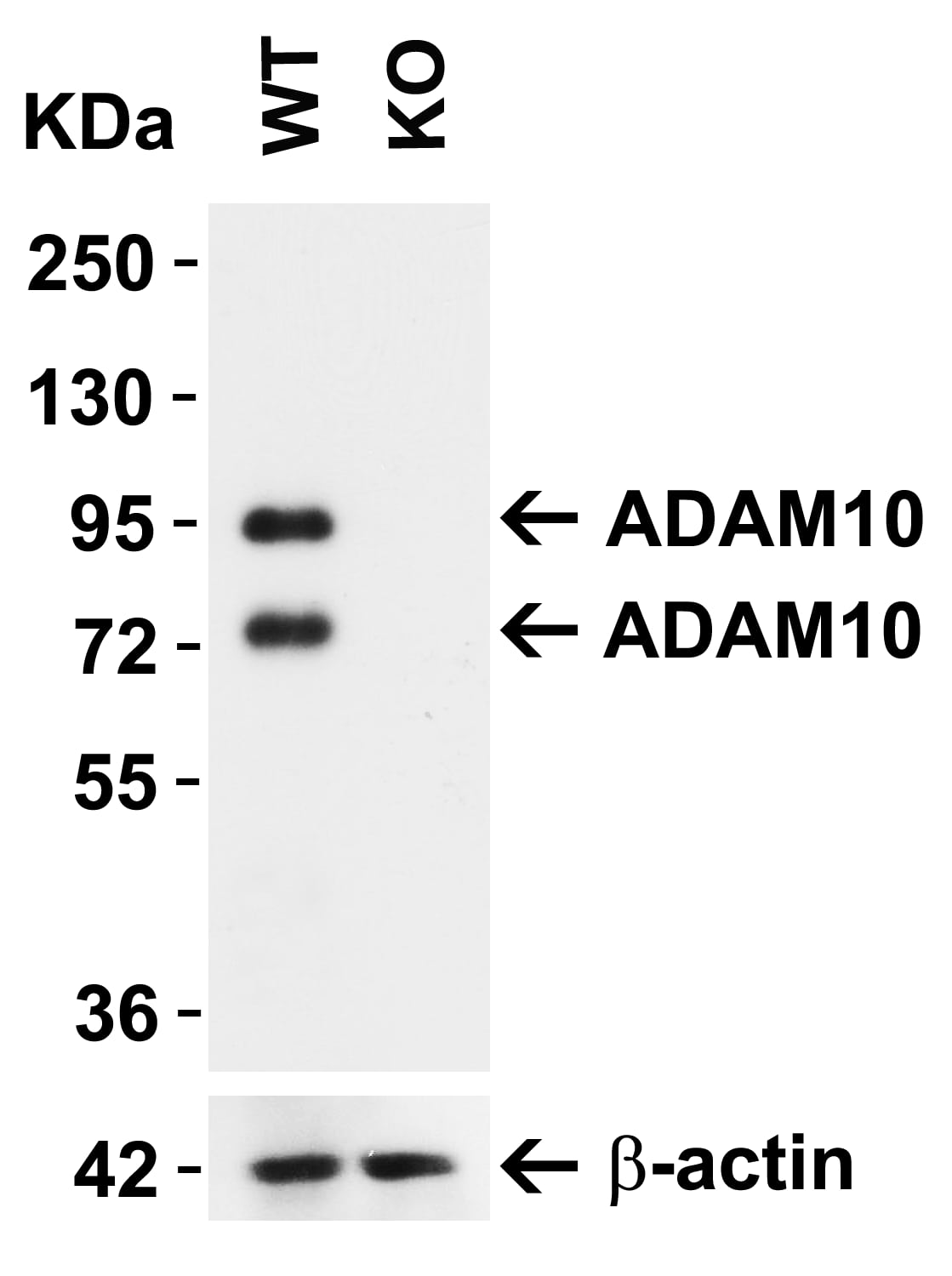 Western Blot: ADAM10 Antibody - BSA Free [NBP1-76973] - KO Validation in MEF Cells.Loading: 10 u of lysate Antibodies:  ADAM10, 1 u/mL and beta-actin, 1u/mL, 1h incubation at RT in 5% NFDM/TBST. Secondary: Goat Anti-Rabbit IgG HRP conjugate at 1:10000 dilution. Detected both precursor ADAM10 (94KD) and mature ADAM10 (68kD). 