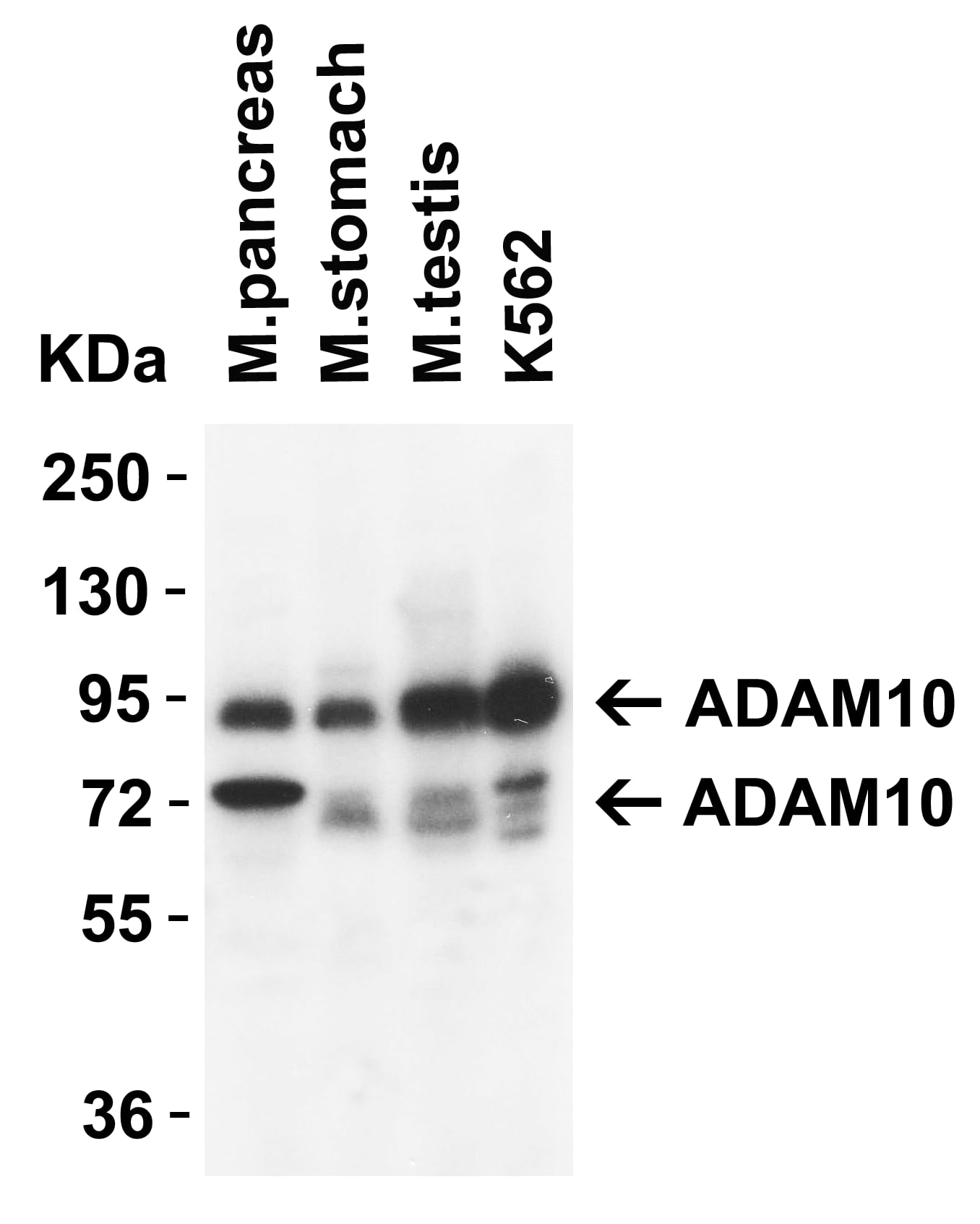 Western Blot: ADAM10 Antibody - BSA Free [NBP1-76973] - Validation in Mouse Tissues.Antibodies: ADAM10, 1 u/mL, 1h incubation at RT in 5% NFDM/TBST.Secondary: Goat anti-rabbit IgG HRP conjugate at 1:10000 dilution. Detected both precursor ADAM10 (94KD) and mature ADAM10 (68kD). 