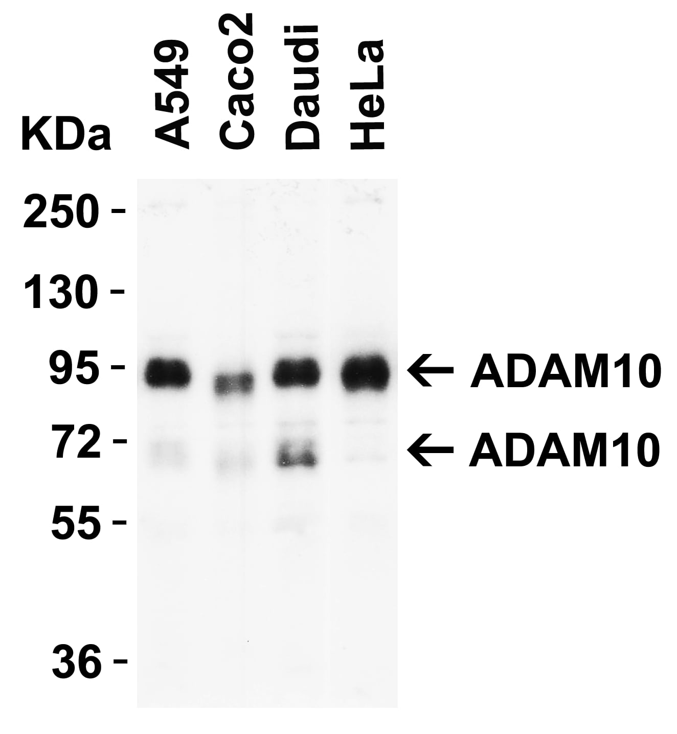 Western Blot: ADAM10 Antibody - BSA Free [NBP1-76973] - Validation  in Human Cell Lines.Loading: 15 u of lysate Antibodies:  ADAM10, 1 u/mL, 1 h incubation at RT in 5% NFDM/TBST. Secondary: Goat Anti-Rabbit IgG HRP conjugate at 1:10000 dilution.Detected both precursor ADAM10 (94KD) and mature ADAM10 (68kD). 