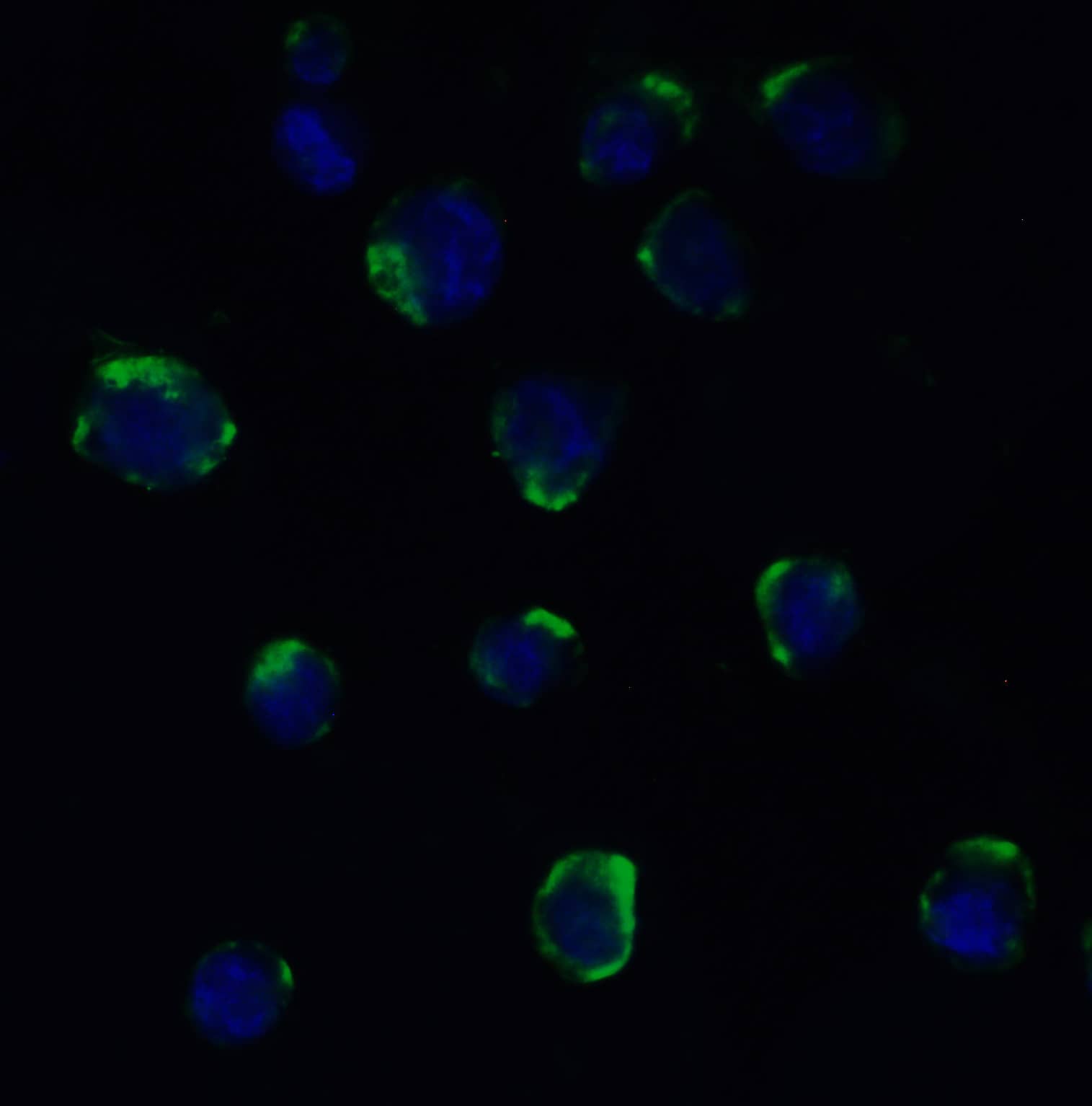 Immunocytochemistry/ Immunofluorescence: ADAM10 Antibody - BSA Free [NBP1-76973] - Figure  8 Immunofluorescence Validation of ADAM10 in K562 CellsImmunofluorescent analysis of 4% paraformaldehyde-fixed K562 cells labeling ADAM10 with  at 20 u/mL, followed by goat anti-rabbit IgG secondary antibody at 1/500 dilution (green) and DAPI staining (blue).