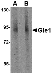 Western Blot GLE1 Antibody - BSA Free