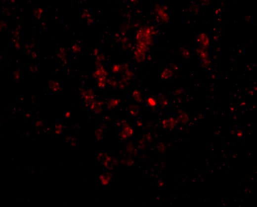 Immunocytochemistry/ Immunofluorescence: EBI3 Antibody - BSA Free [NBP1-76976] - Validation of EBI-3 in Human Spleen Tissue. Immunofluorescent analysis of 4% paraformaldehyde-fixed Human Spleen tissue labeling EBI-3 with  at 20 ug/mL, followed by goat anti-rabbit IgG secondary antibody at 1/500 dilution (red).  