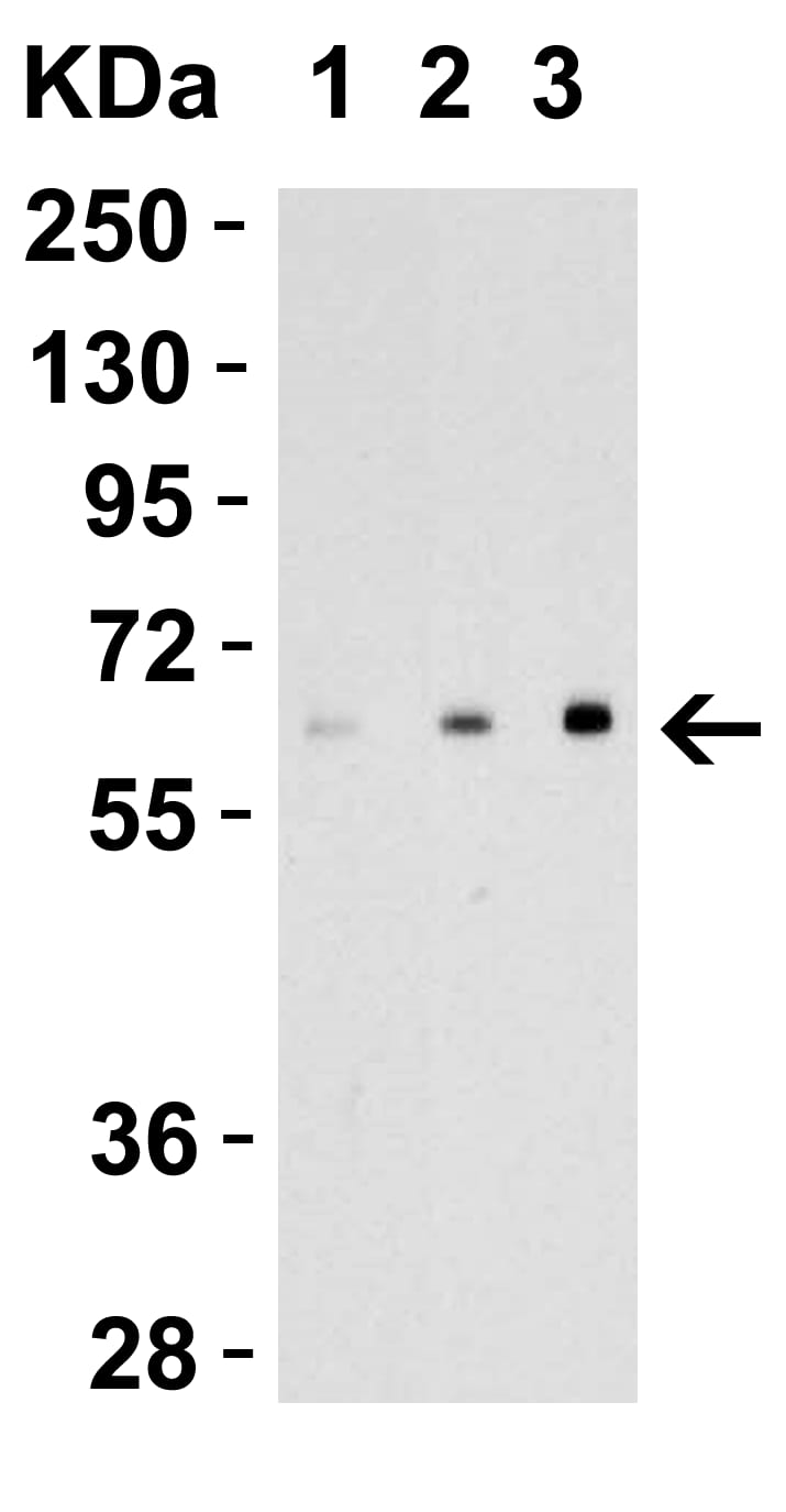 Western Blot: EBI3 Antibody - BSA Free [NBP1-76976] - Recombinant Protein Validation.  Loading: 30 ng of human recombinant IL-17 (IL-17A+IL-17B) protein per lane.Antibodies: EBI-3 , 1h incubation at RT in 5% NFDM/TBST.Secondary: Goat anti-rabbit IgG HRP conjugate at 1:10000 dilution.Lane 1: 1 ug/mL, Lane 2: 2 ug/mL, Lane 3: 4 ug/mL, 