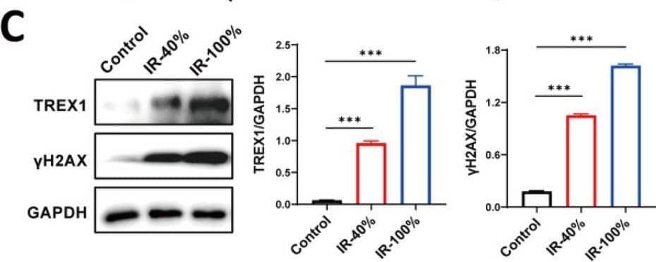 DNA damage plays an important role in radiation-induced immune activation. A Schematic representation of irradiated tumor cells inducing maturation of murine bone marrow-derived DCs. Flow peak of a proportion of CD86+ CD80+ DC in each group. The proportion of CD86+ CD80+ DC in each group. Flow cytometric analysis of CD86+ CD80+ DC in each group. n = 6. B Levels of dsDNA in culture supernatant and cytoplasm of tumor cells in each group. C Expression and quantification of DNA damage and repair proteins. D Expression and quantification of cGAS-STING pathway proteins. E Expression and quantification of DAMPs. F Relative expression levels of HSP70 and HSP90 in the supernatants after different treatments. ns indicates no statistical difference. *, P < 0.05. **, P < 0.01. ***, P < 0.001. The statistical test was performed using One-way ANOVA, followed by Tukey’s multiple comparisons test Image collected and cropped by CiteAb from the following open publication (//pubmed.ncbi.nlm.nih.gov/39736508), licensed under a CC-BY license. Not internally tested by Novus Biologicals.