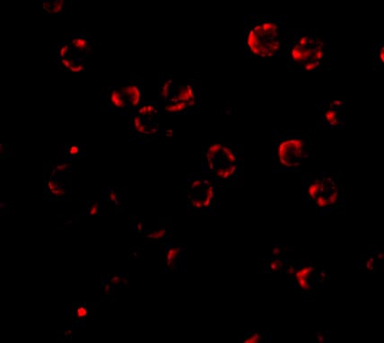 Immunocytochemistry/ Immunofluorescence RNASEH2A Antibody - BSA Free