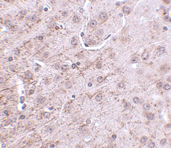 Immunohistochemistry CRMP1 Antibody - BSA Free