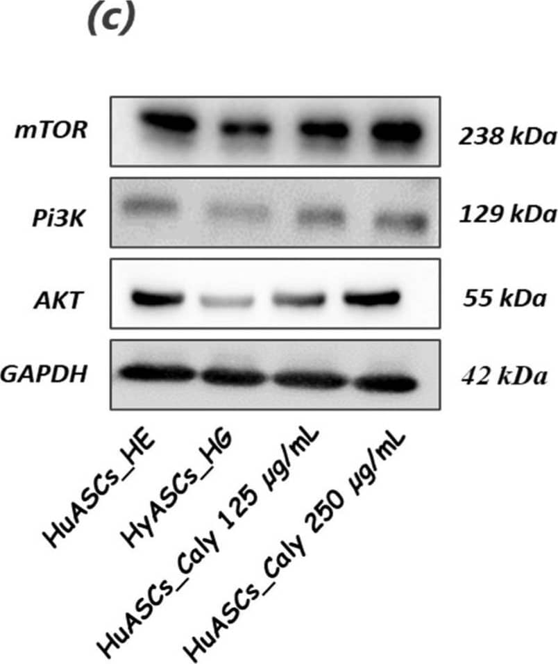 Western Blot TOR/mTOR Antibody - BSA Free