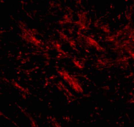 Immunocytochemistry/ Immunofluorescence: CDIP Antibody - BSA Free [NBP1-76996] - Immunofluorescence of CDIP1 in mouse brain tissue with CDIP1 antibody at 20 ug/mL.