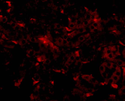 Immunocytochemistry/ Immunofluorescence GNPDA2 Antibody - BSA Free