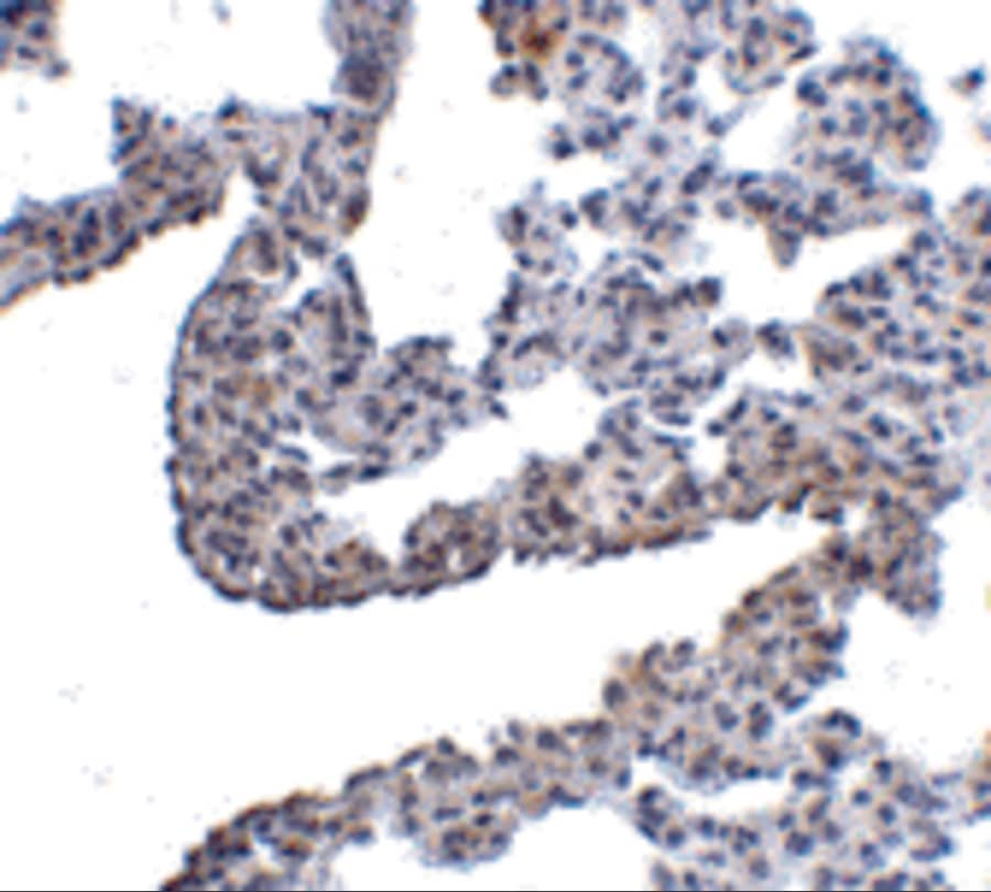 Immunohistochemistry: Protocadherin-12 Antibody - BSA Free [NBP1-77002] - Immunohistochemistry of Protocadherin-12 in rat lung tissue with Protocadherin-12 antibody at 5 ug/mL.
