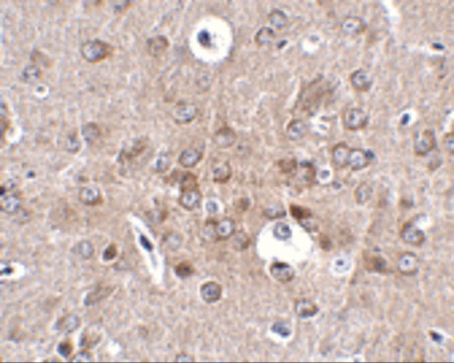 Immunohistochemistry Protocadherin-18 Antibody - BSA Free