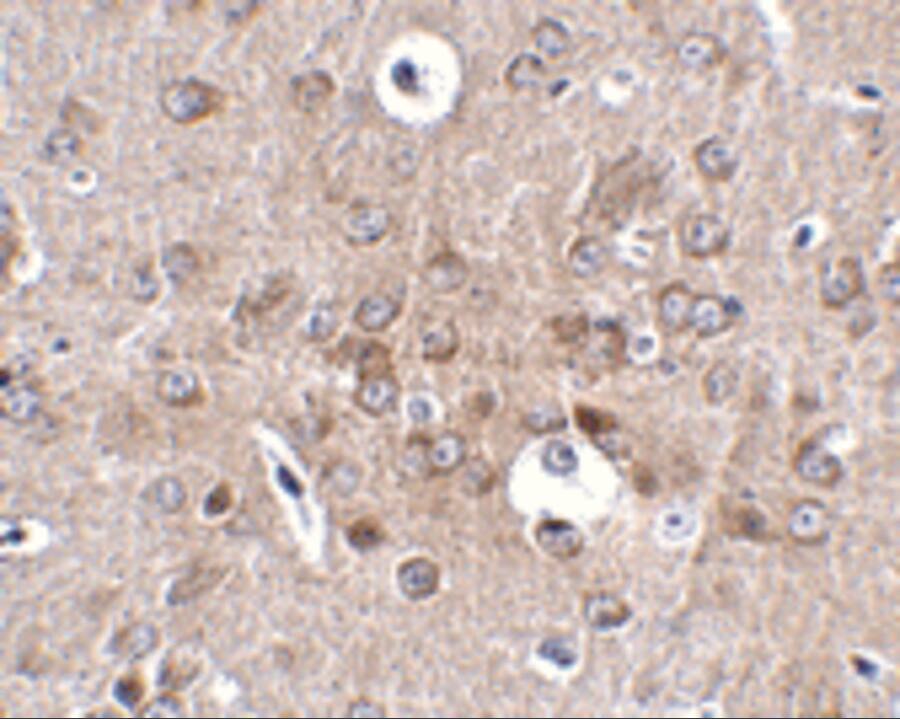 Immunohistochemistry: Protocadherin-18 Antibody - BSA Free [NBP1-77005] - Immunohistochemistry of Protocadherin-18 in mouse brain tissue with Protocadherin-18 antibody at 2.5 u/mL.