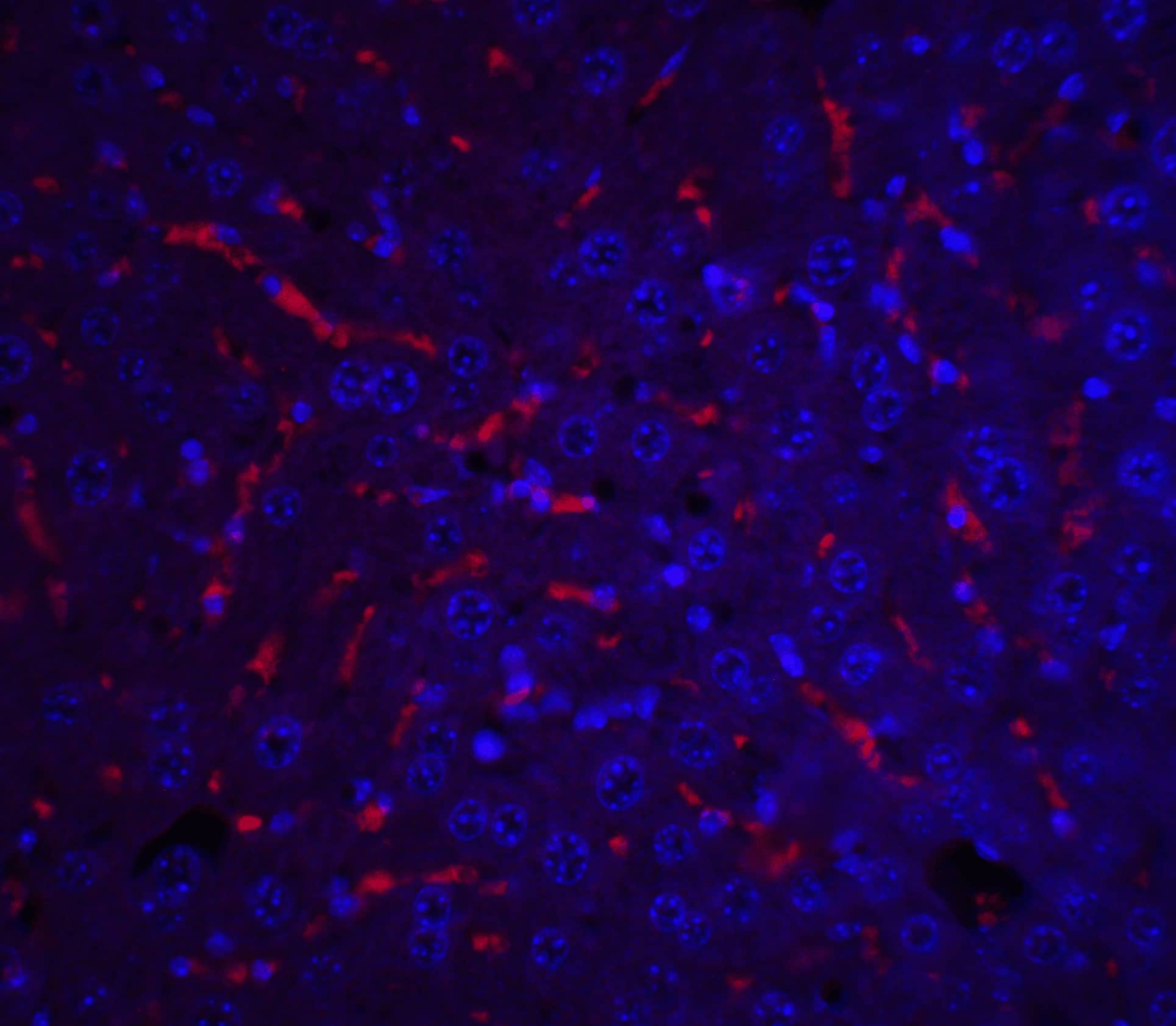 Immunocytochemistry/ Immunofluorescence: Apolipoprotein A-I/ApoA1 Antibody - BSA Free [NBP1-77008] - Immunofluorescence of Apolipoprotein A-I/ApoA1 in mouse liver tissue with Apolipoprotein A-I/ApoA1 antibody at 20 ug/mL.Red: Apolipoprotein A-I/ApoA1 Antibody   Blue: DAPI staining