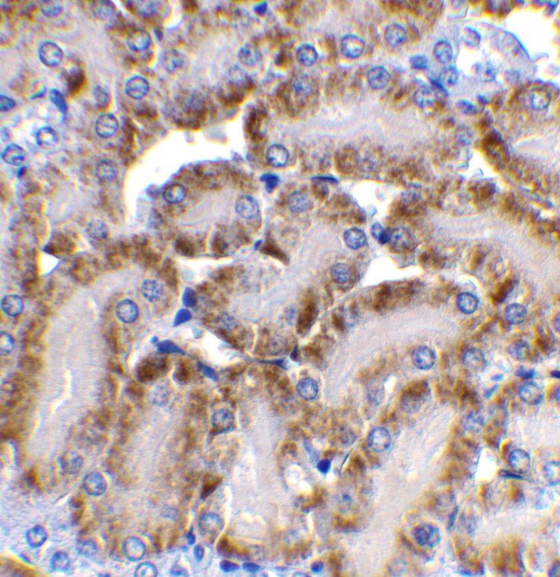 Immunohistochemistry: DFF40/CAD Antibody - BSA Free [NBP1-77009] - Immunohistochemistry of DFF40/CAD in mouse kidney tissue with DFF40/CAD antibody at 2 u/mL.