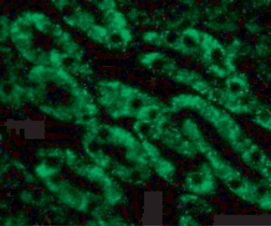 Immunocytochemistry/ Immunofluorescence: DFF40/CAD Antibody - BSA Free [NBP1-77009] - Immunofluorescence of DFF40/CAD in Mouse Kidney cells with DFF40/CAD antibody at 10 u/mL.