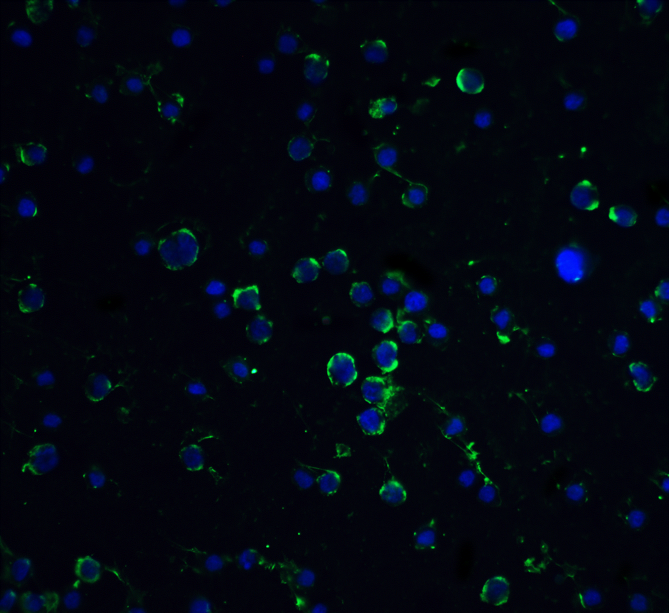 Immunocytochemistry/ Immunofluorescence: Daxx Antibody - BSA Free [NBP1-77011] - Immunofluorescence of Daxx in Hela cells with Daxx antibody at 20 ug/mL.Green: Daxx Antibody   Blue: DAPI staining