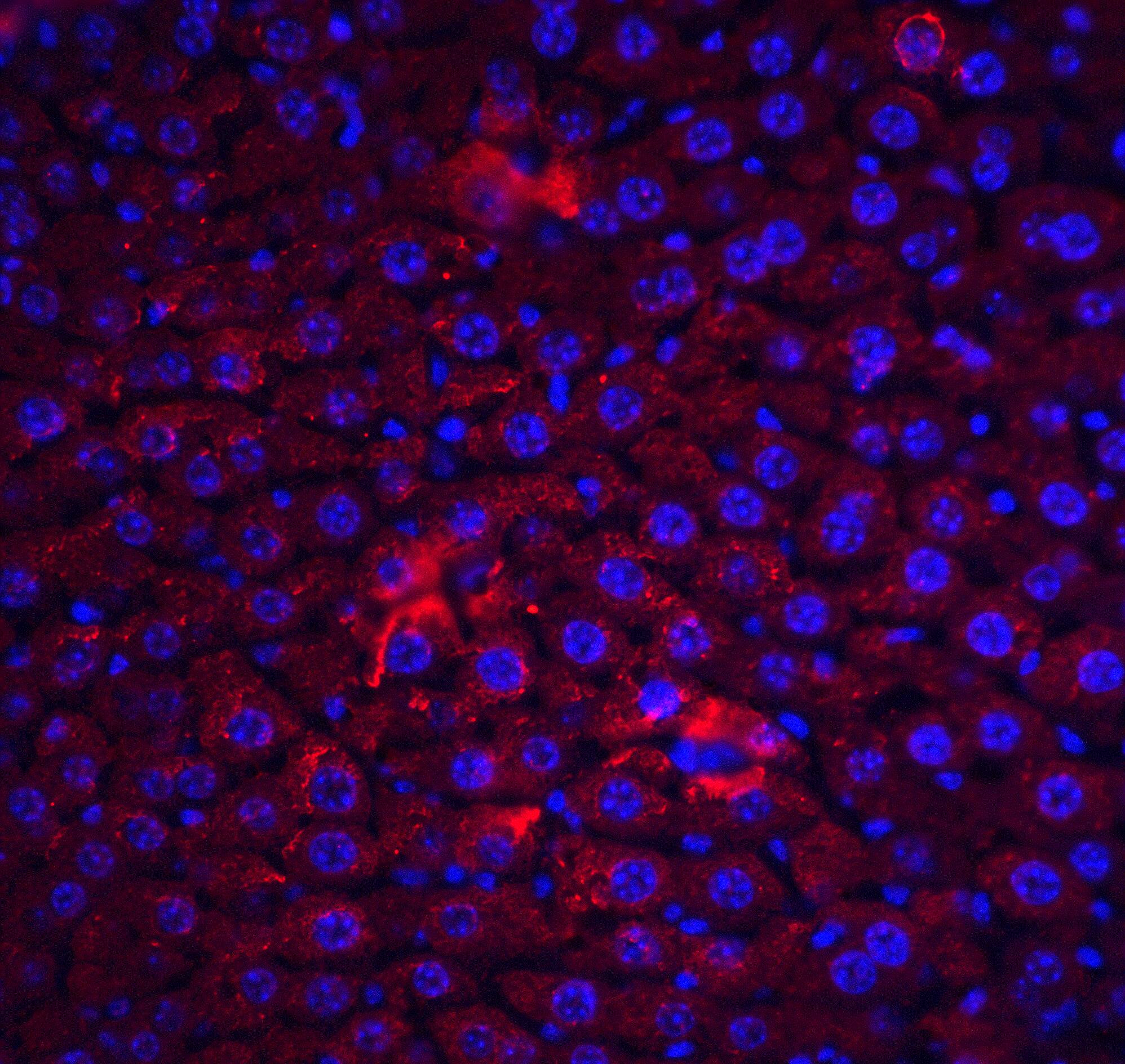 Immunocytochemistry/ Immunofluorescence: FLIP Antibody - BSA Free [NBP1-77016] - Immunofluorescence of FLIP in mouse liver tissue with FLIP antibody at 20 u/ml.Red: FLIP Antibody   Blue: DAPI staining