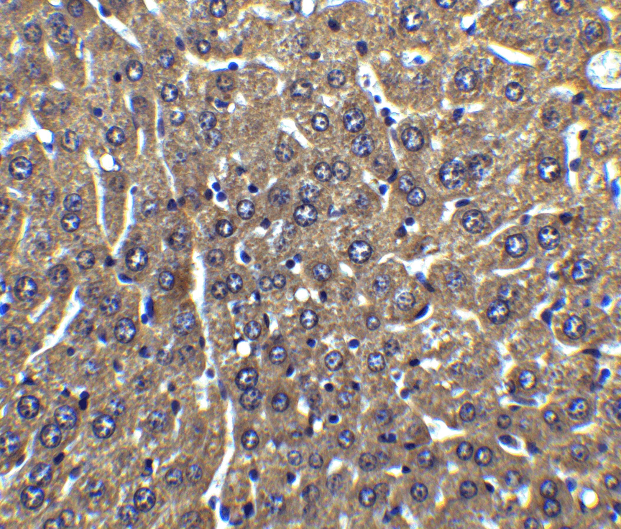 Immunohistochemistry: FLIP Antibody - BSA Free [NBP1-77016] - Immunohistochemistry of FLIP in mouse liver tissue with FLIP antibody at 5 u/mL.