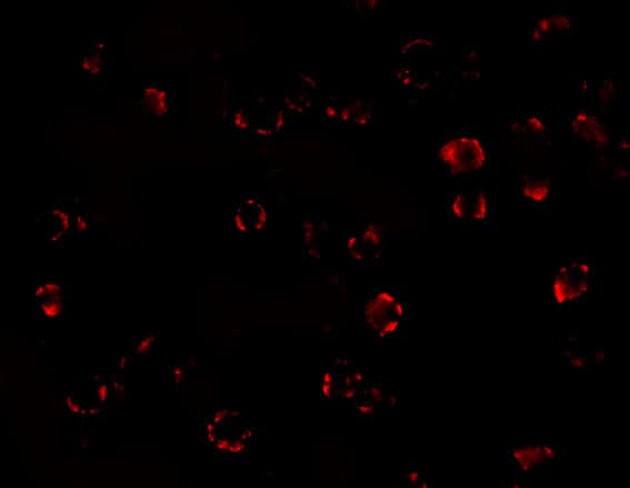 Immunocytochemistry/ Immunofluorescence: MATN3 Antibody - BSA Free [NBP1-77022] - Immunofluorescence of MATN3 in 3T3 cells with MATN3 antibody at 20 u/mL.