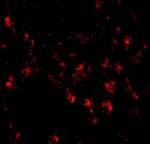 Immunocytochemistry/ Immunofluorescence: Siglec-11 Antibody - BSA Free [NBP1-77025] - Immunofluorescence of SIGLEC11 in human liver tissue with SIGLEC11 antibody at 20 u/mL.