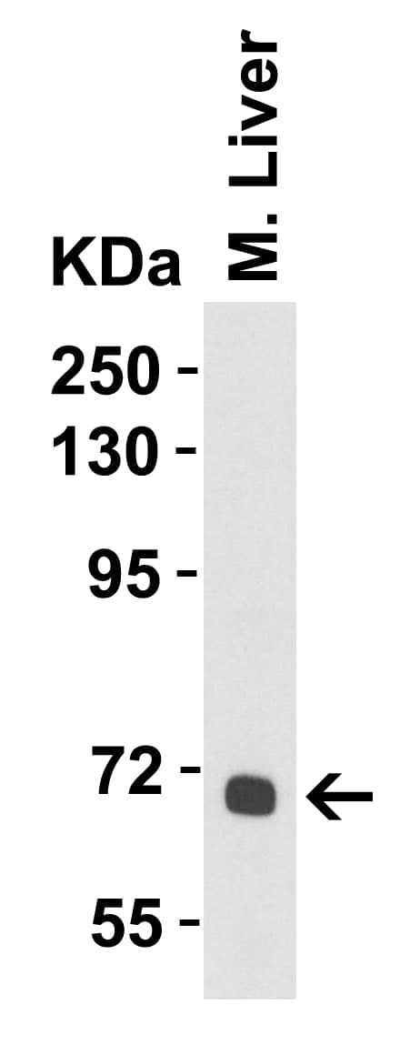 Western Blot: Albumin Antibody - BSA Free [NBP1-77027] - Loading: 10 µg of lysates per lane.Antibodies: Albumin, 1 u/mL, 1h incubation at RT in 5% NFDM/TBST.Secondary: Goat anti- chicken IgY HRP conjugate at 1:10000 dilution.