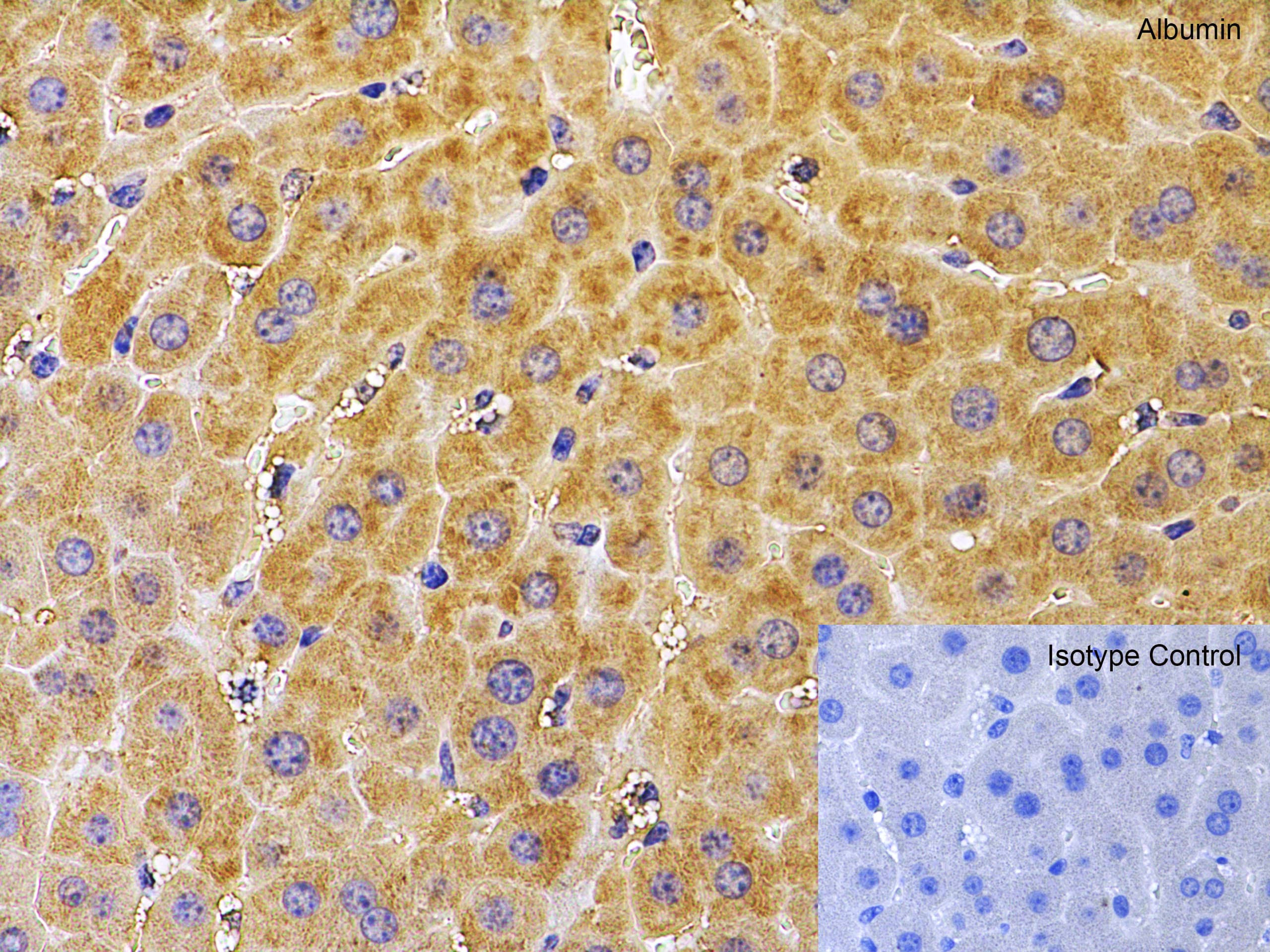 Immunohistochemistry: Albumin Antibody - BSA Free [NBP1-77027] - Validation of Albumin in Mouse Liver.Immunohistochemical analysis of paraffin-embedded mouse liver tissue using anti-albumin antibody  at 10 u/ml. Tissue was fixed with formaldehyde and blocked with 10% serum for 1 h at RT; antigen retrieval was by heat mediation with a citrate buffer (pH6). Samples were incubated with primary antibody overnight at 4C. A goat anti- chicken IgY (HRP) at 1/250 was used as secondary. Counter stained with Hematoxylin.