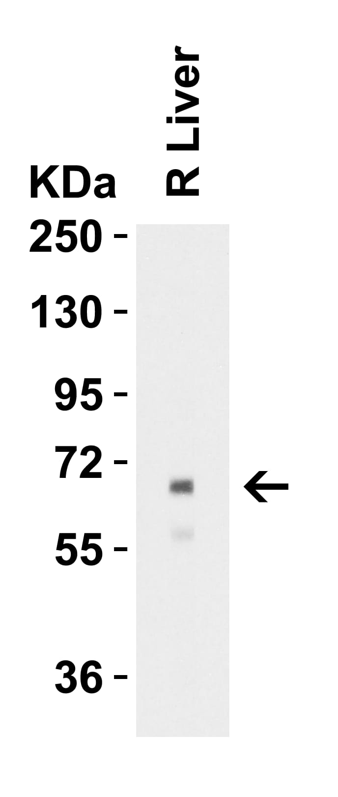 Western Blot: Albumin Antibody - BSA Free [NBP1-77027] - Validation in Rat Liver. Loading: 10 ug of lysates per lane.Antibodies: Albumin, 1 u/mL, 1h incubation at RT in 5% NFDM/TBST.Secondary: Goat anti- chicken IgY HRP conjugate at 1:10000 dilution.