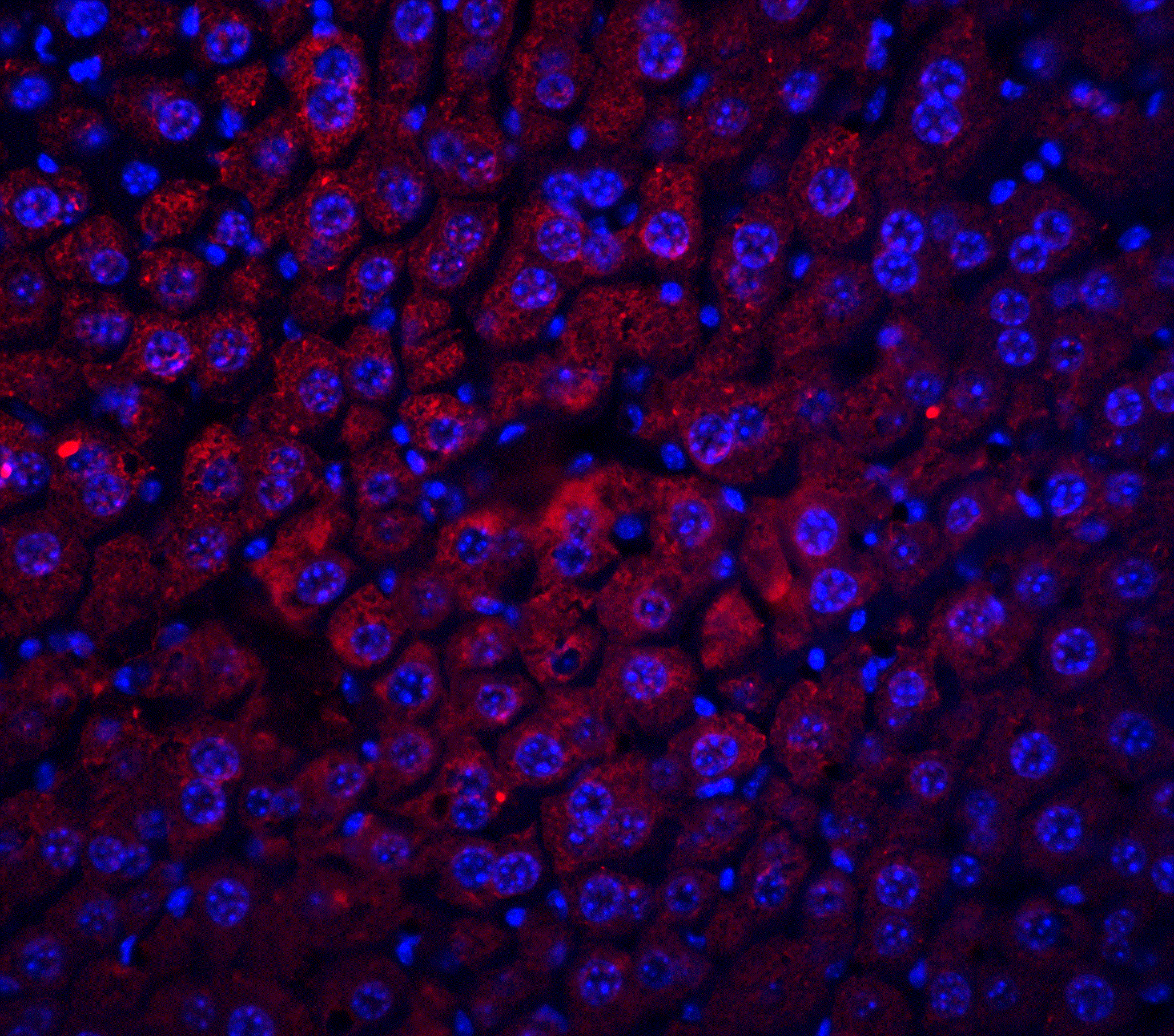 Immunocytochemistry/ Immunofluorescence: Albumin Antibody - BSA Free [NBP1-77027] - Validation of Albumin in Mouse Liver. Immunofluorescent analysis of 4% paraformaldehyde-fixed mouse liver tissue labeling albumin with  at 20mL, followed by goat anti-chicken IgY secondary antibody at 1/500 dilution (red) and DAPI staining (blue).