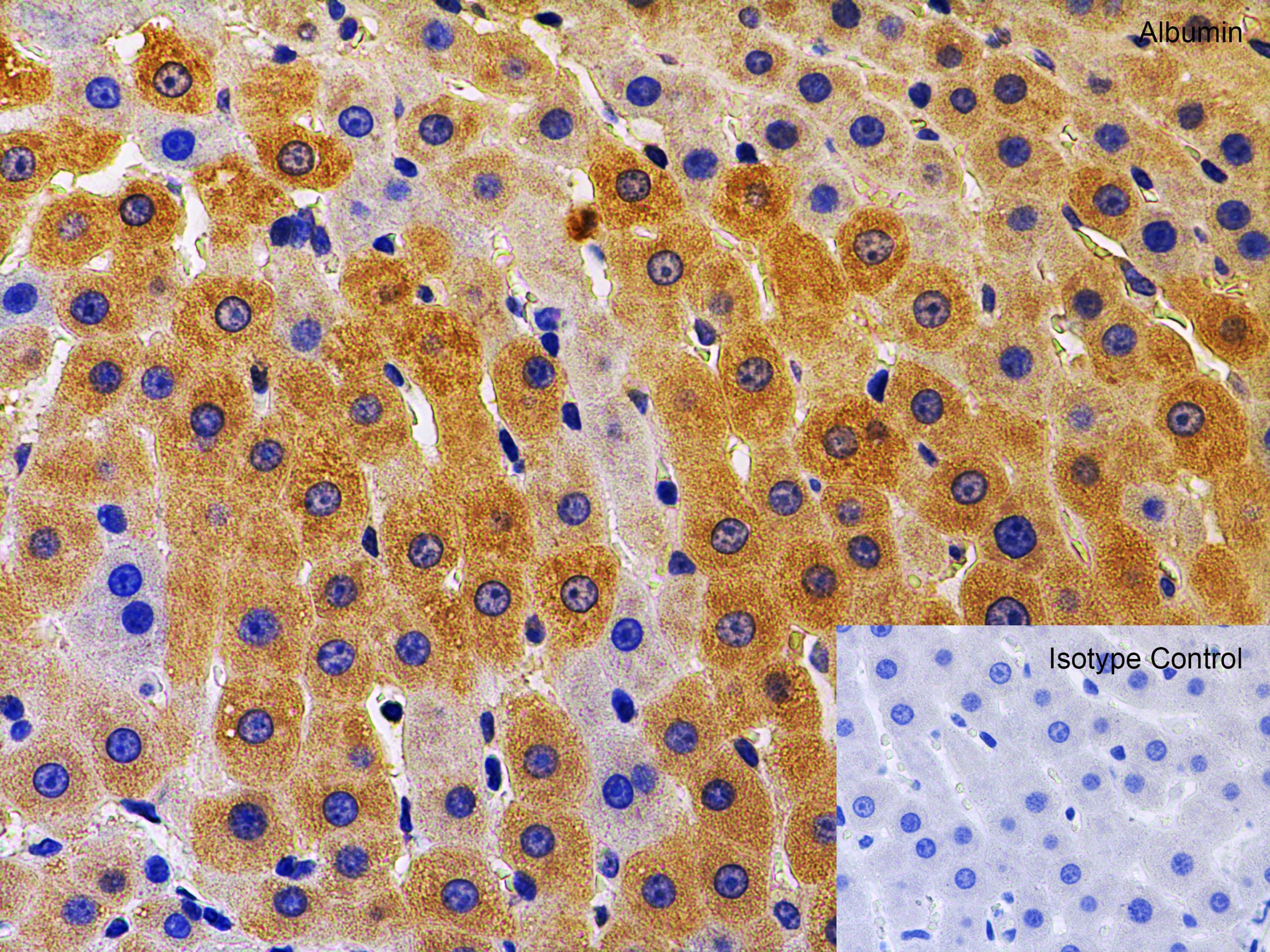 Immunohistochemistry: Albumin Antibody - BSA Free [NBP1-77027] - Validation of Albumin in Rat Liver.Immunohistochemical analysis of paraffin-embedded rat liver tissue using anti-albumin antibody  at 2 u/ml. Tissue was fixed with formaldehyde and blocked with 10% serum for 1 h at RT; antigen retrieval was by heat mediation with a citrate buffer (pH6). Samples were incubated with primary antibody overnight at 4C. A goat anti-chicken IgY (HRP) at 1/250 was used as secondary. Counter stained with Hematoxylin.