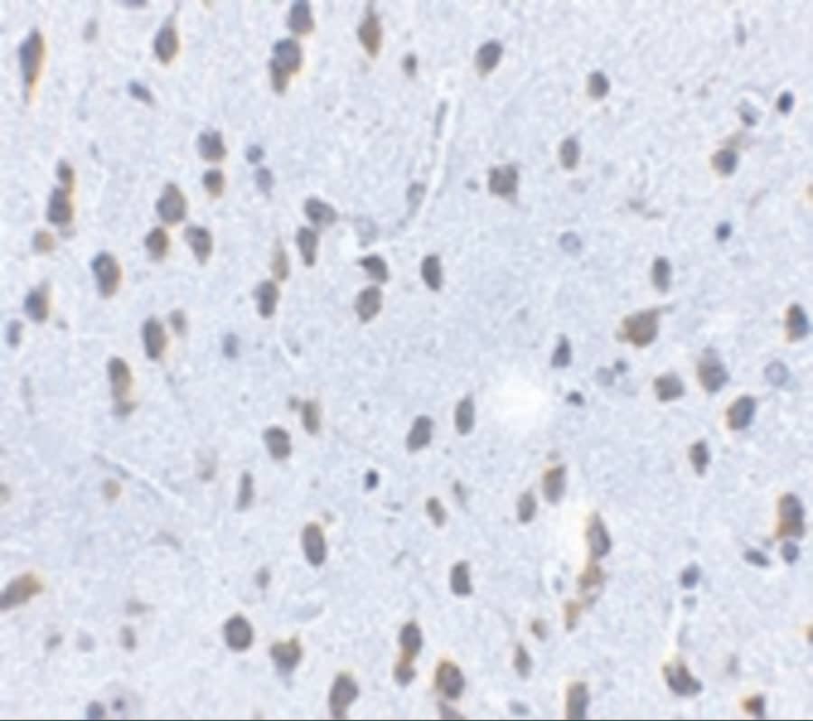 Immunohistochemistry: SCF/c-kit Ligand Antibody - BSA Free [NBP1-77030] -  Immunohistochemistry Validation of SCF/c-kit Ligand in Mouse Brain Tissue  Immunohistochemical analysis of paraffin-embedded mouse brain tissue using anti-SCF/c-kit Ligand antibody  at 2.5 u/ml. Tissue was fixed with formaldehyde and blocked with 10% serum for 1 h at RT; antigen retrieval was by heat mediation with a citrate buffer (pH6). Samples were incubated with primary antibody overnight at 4 ;C. A goat anti-rabbit IgG H&L (HRP) at 1/250 was used as secondary. Counter stained with Hematoxylin.