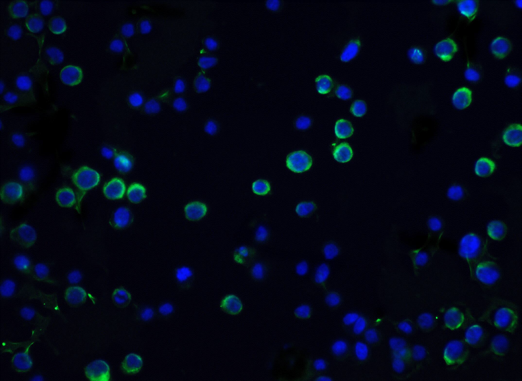 Immunocytochemistry/ Immunofluorescence: DFF45/ICAD Antibody - BSA Free [NBP1-77034] - Immunofluorescence of DFF45/ICAD in Hela cells with DFF45/ICAD antibody at 20 u/mL.Green: DFF45/ICAD Antibody   Blue: DAPI staining