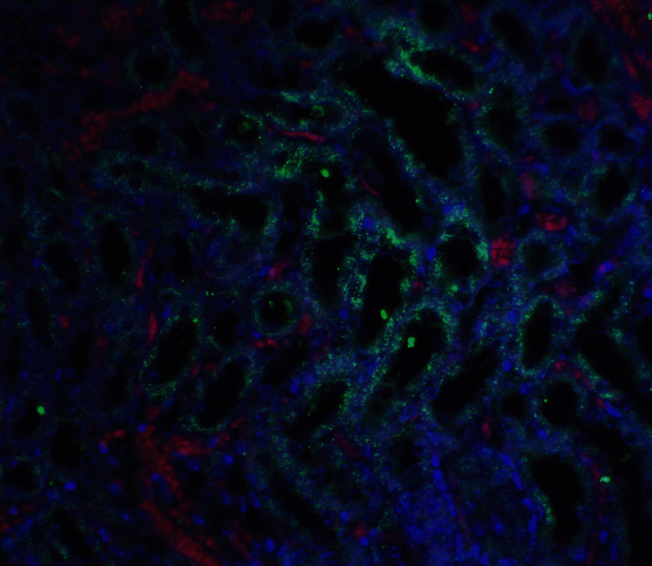 Immunocytochemistry/ Immunofluorescence: GFR alpha-3/GDNF R alpha-3 Antibody - BSA Free [NBP1-77035] - Immunofluorescence of GFR alpha 3 in mouse kidney tissue with GFR alpha 3 antibody at 5 ug/ml. Green: GFR alpha 3 antibody   Red: Phylloidin staining Blue: DAPI staining