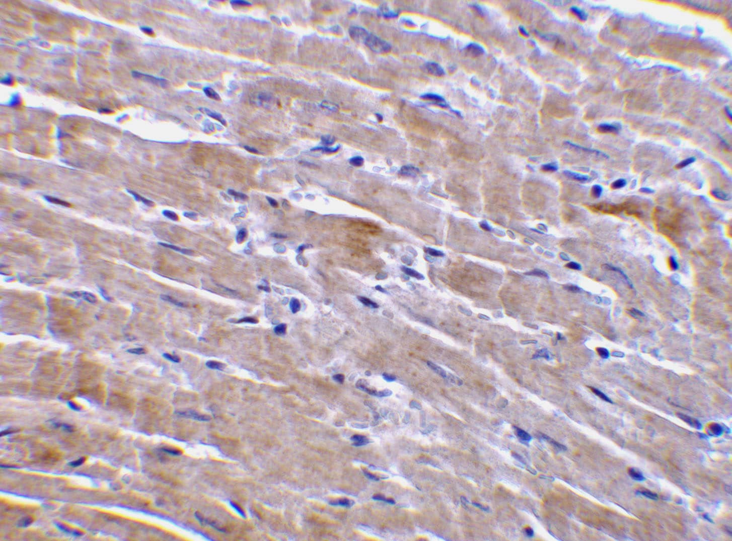 Immunohistochemistry: GFR alpha-3/GDNF R alpha-3 Antibody - BSA Free [NBP1-77035] - Immunohistochemistry of GFR alpha 3 in mouse heart tissue with GFR alpha 3 antibody at 10 ug/mL.