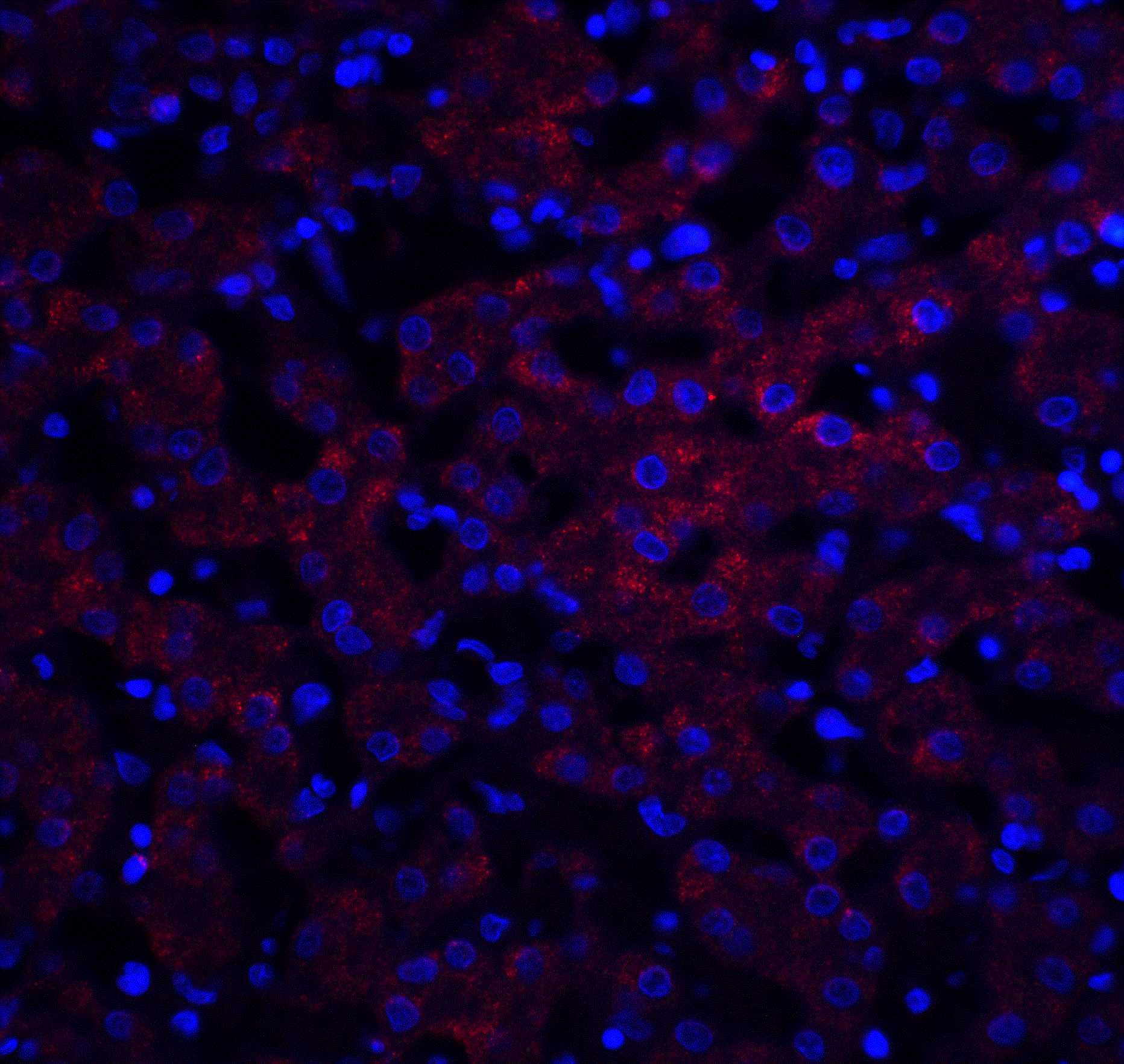 Immunocytochemistry/ Immunofluorescence: Occludin Antibody - BSA Free [NBP1-77037] - Immunofluorescence of Occludin in human liver tissue with Occludin antibody at 20 ug/ml.Red: Occludin Antibody   Blue: DAPI staining