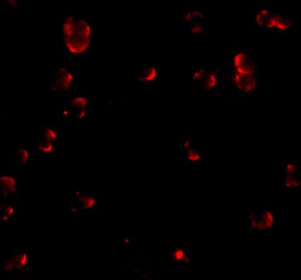 Immunocytochemistry/ Immunofluorescence Fibulin-3/EFEMP1 Antibody - BSA Free