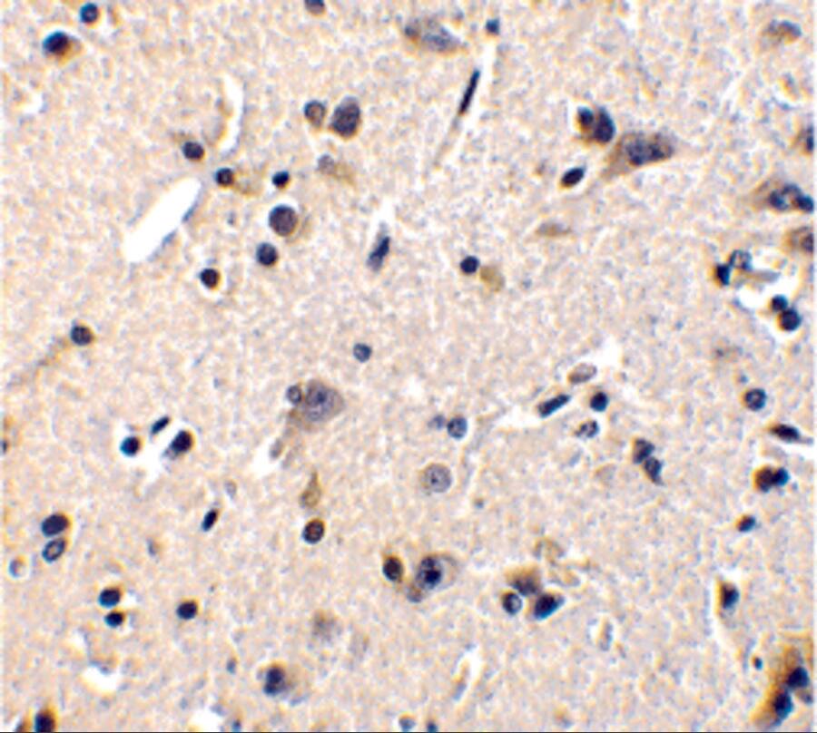 Immunohistochemistry: GFR alpha-1/GDNF R alpha-1 Antibody - BSA Free [NBP1-77043] - Immunohistochemistry of GFR alpha 1 in human brain tissue with GFR alpha 1 antibody at 1 ug/mL.