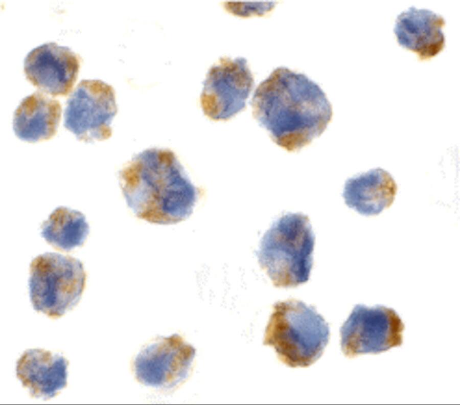 Immunocytochemistry/ Immunofluorescence: CCL11/Eotaxin Antibody - BSA Free [NBP1-77046] - Immunocytochemistry of CCL11/Eotaxin in 293 cells with CCL11/Eotaxin antibody at 5 u/mL.