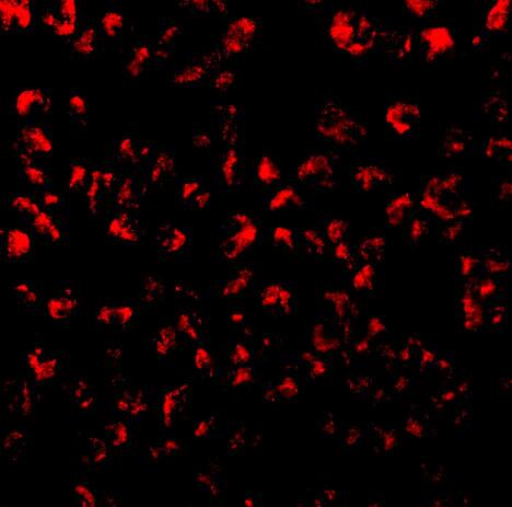 Immunocytochemistry/ Immunofluorescence: CCL11/Eotaxin Antibody - BSA Free [NBP1-77046] - Immunofluorescence of CCL11/Eotaxin in 293 cells with CCL11/Eotaxin antibody at 10 u/mL.