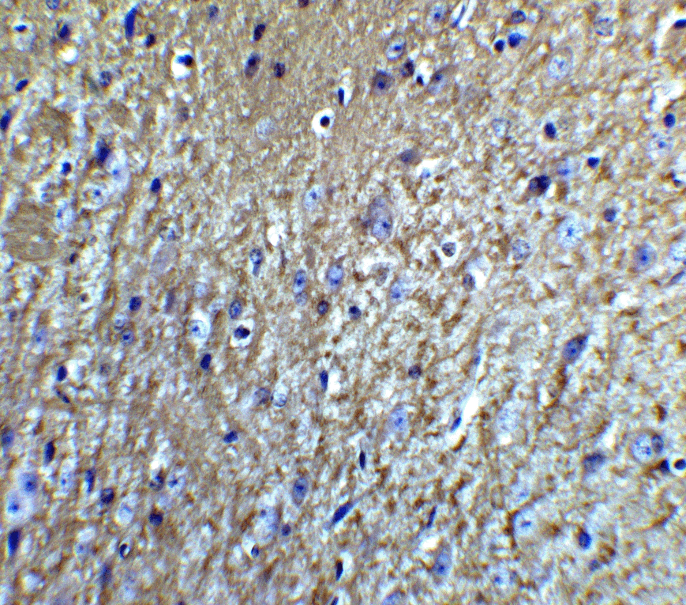 Immunohistochemistry: Neurturin Antibody - BSA Free [NBP1-77047] - Immunohistochemistry of Neurturin in mouse brain tissue with Neurturin Antibody at 5 ug/mL.