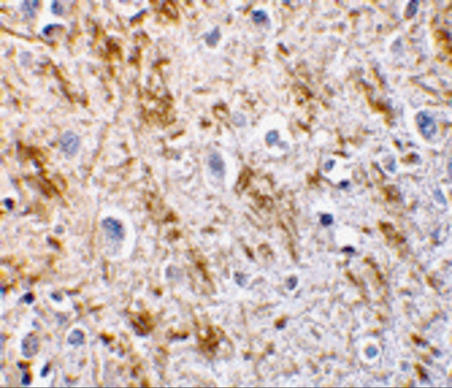 Immunohistochemistry: Neurturin Antibody - BSA Free [NBP1-77047] - Immunohistochemistry of neurturin in human brain tissue with neurturin antibody at 5 ug/mL.