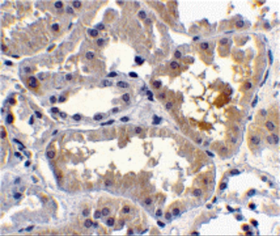 Immunohistochemistry: RAIDD/CRADD Antibody - BSA Free [NBP1-77048] - Immunohistochemistry of RAIDD/CRADD in human kidney tissue with RAIDD/CRADD antibody at 10 ug/mL.