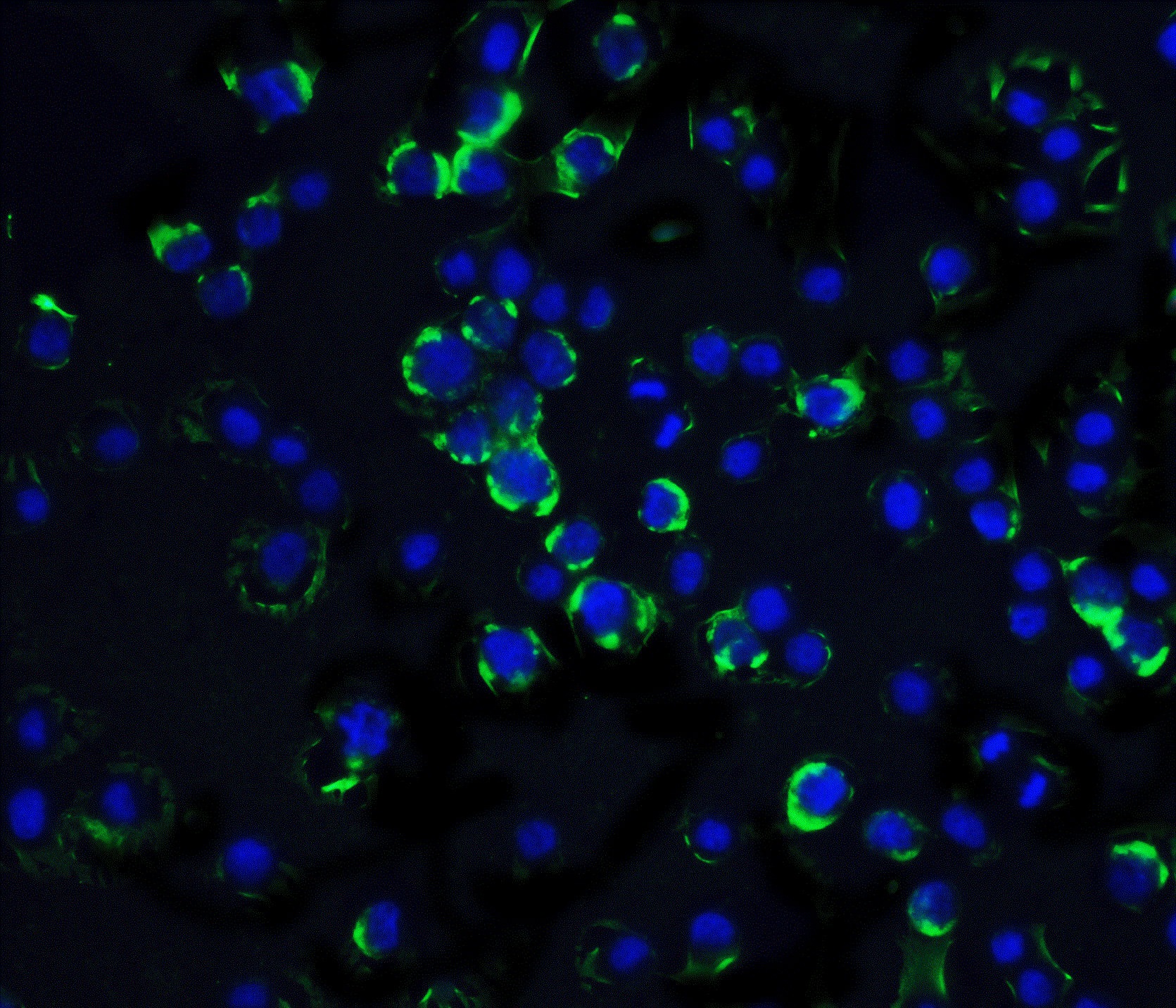 Immunocytochemistry/ Immunofluorescence: RAIDD/CRADD Antibody - BSA Free [NBP1-77048] - Immunofluorescence of RAIDD/CRADD in Hela cells with RAIDD/CRADD antibody at 20 ug/mL.Green: RAIDD/CRADD Antibody   Blue: DAPI staining