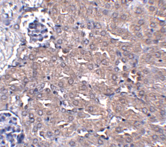 Immunohistochemistry: UBQLN4/CIP75 Antibody - BSA Free [NBP1-77054] - Immunohistochemistry of UBQLN4/CIP75 in mouse kidney tissue with UBQLN4/CIP75 antibody at 5 ug/mL.