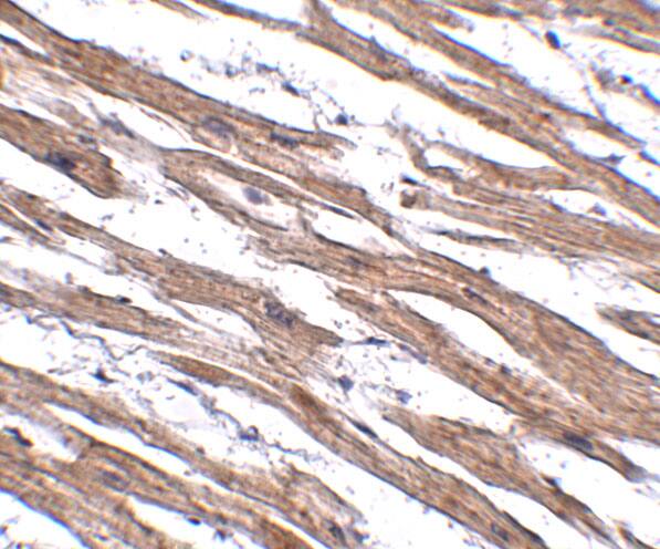 Immunohistochemistry MAK10 Antibody - BSA Free