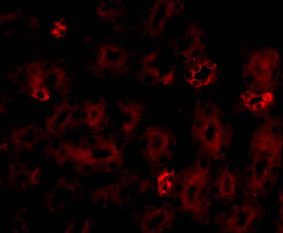 Immunocytochemistry/ Immunofluorescence NOTUM Antibody - BSA Free