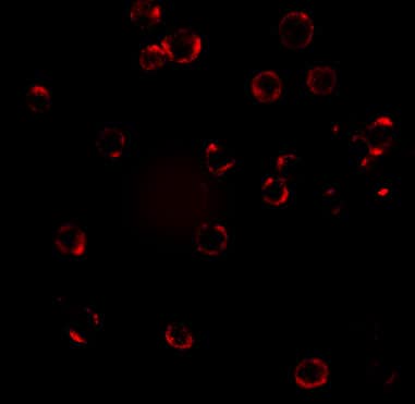 Immunocytochemistry/ Immunofluorescence: CXCR4 Antibody - BSA Free [NBP1-77067] - Figure 6 Immunofluorescence Validation of CXCR4 in HeLa Cells Immunofluorescent analysis of 4% paraformaldehyde-fixed HeLa cells labeling CXCR4 with  at 20 u/mL, followed by goat anti-rabbit IgG secondary antibody at 1/500 dilution (red). Image showing both membrane and cytoplasmic staining on HeLa cells. 